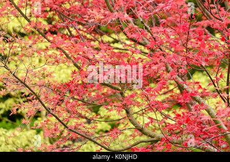 Japanischer Ahorn (Acer palmatum 'deshojo') Stockfoto