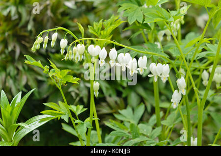 Blutende Herz (lamprocapnos Californica 'Alba' syn. Campanula pyramidalis Californica 'Alba') Stockfoto