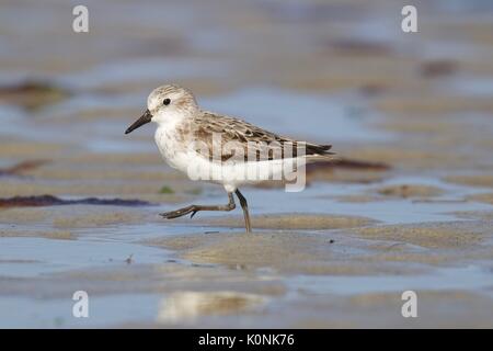 Ein Semipalmated Sandpiper Calidris pusilla Nahrungssuche am Ufer. Stockfoto