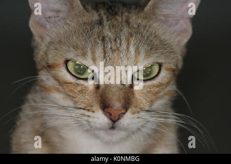 Wildlife Sammlung von Pflanzenfresser und Fleischfresser Tiere mit natürlichen Momente & Ausdruck gefangen im Dschungel. Stockfoto