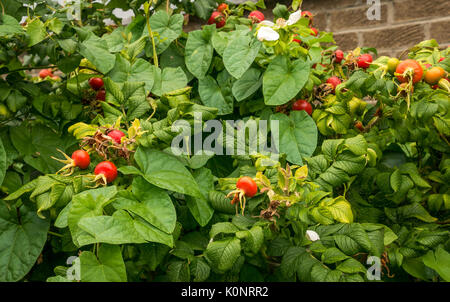 Nahaufnahme der wilden Hagebutten auf dem Rosenbusch des Hundes, Rosa canina, Großbritannien Stockfoto