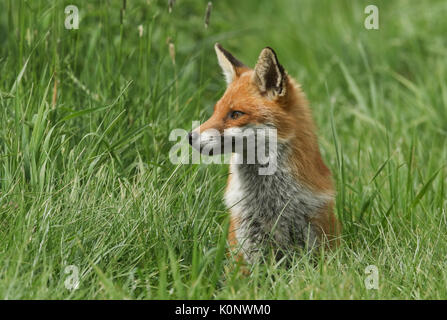 Ein niedliches Red Fox (Vulpes vulpes) sitzen im Gras in einem Feld. Stockfoto