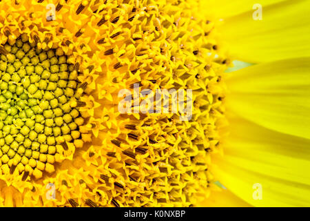 Frische Sonnenblumen close-up, in dem die Sonnenblume und den Ray und winzige Festplatte Blumen (oder röschen), die Diskette zu erstellen. Stockfoto