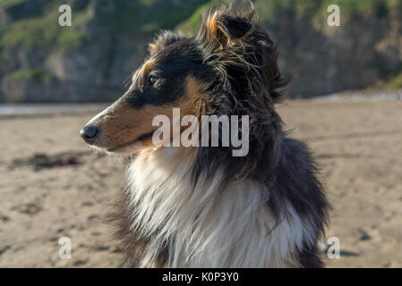 Sheltie-Portrait Stockfoto