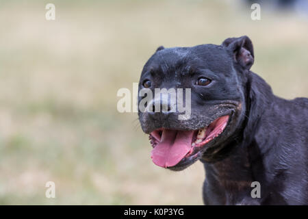 Staffordshire Bull Terrier Stockfoto