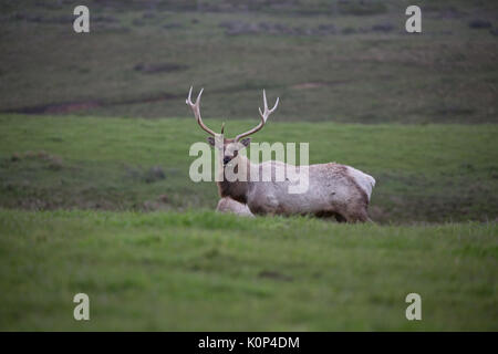 Nahaufnahme der wilde Mann Tule elk mit großen Rack der Geweihe durchstreift Grasland in Point Reyes National Seashore Stockfoto