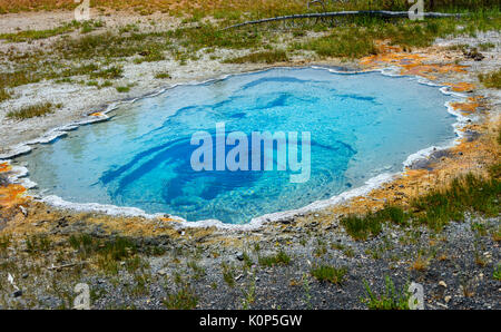 Shield Feder. Über die Straße von Burg Geysir. schloss Gruppe. Yellowstone National Park, Wyoming, USA Stockfoto