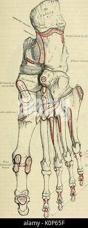 "Anatomie, beschreibende und chirurgischen' (1887) Stockfoto