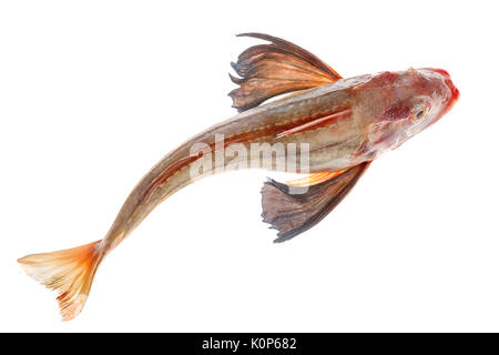 Ganze einzelne Rote Knurrhahn Fisch mit gespreizten Flossen auf weißem Hintergrund Stockfoto