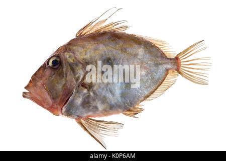 San Pierre Fisch vor weißem Hintergrund Stockfoto