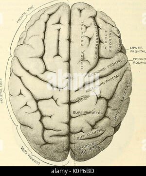 "Anatomie, beschreibende und chirurgischen' (1887) Stockfoto