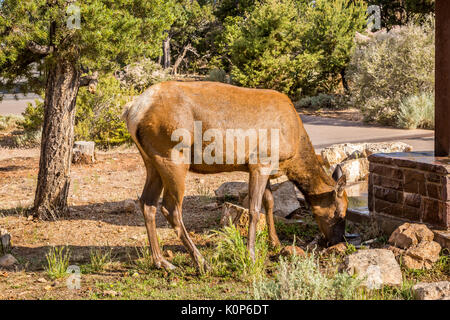 Entlang der Grand Canyon Nationalpark in Arizona gibt es mehrere Aussichtspunkte und blickt hinunter in den Canyon zu sehen. Stockfoto