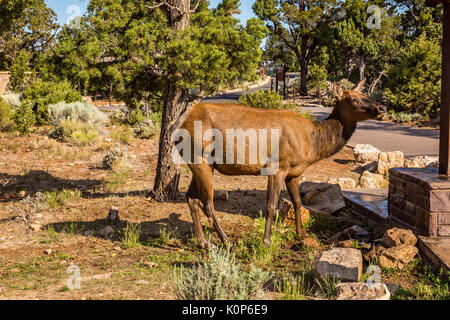 Entlang der Grand Canyon Nationalpark in Arizona gibt es mehrere Aussichtspunkte und blickt hinunter in den Canyon zu sehen. Stockfoto