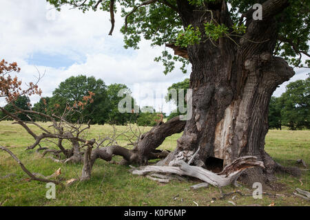 Windsor, Großbritannien. 16 August, 2017. Eine uralte Eiche im Windsor Great Park. Stockfoto