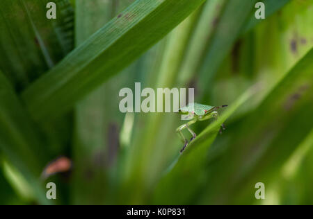 Nahaufnahme eines Hawthorn Shield Bug. Stockfoto