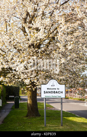 Wegweiser: Willkommen in Sandbach, der historischen Cheshire Markt der Stadt, mit einem Back Drop von spring blossom auf Bäumen Stockfoto