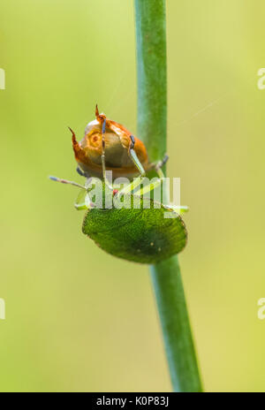Nahaufnahme eines Hawthorn Shield Bug. Stockfoto