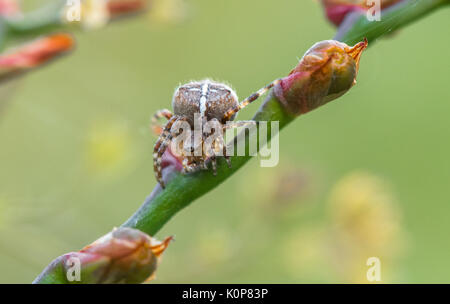 Weibliche Gartenkreuzspinne Stockfoto