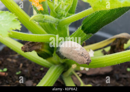 Grauschimmel, Botrytis cinerea - auf Zucchini Anlage Stockfoto