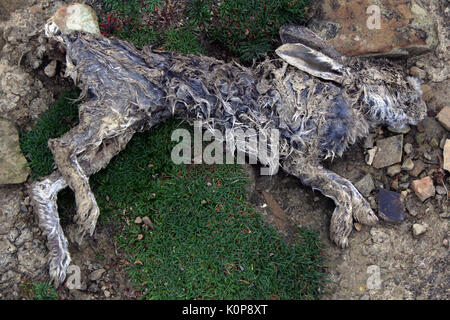 Tot Hase auf der Insel Orkney birsay Stockfoto