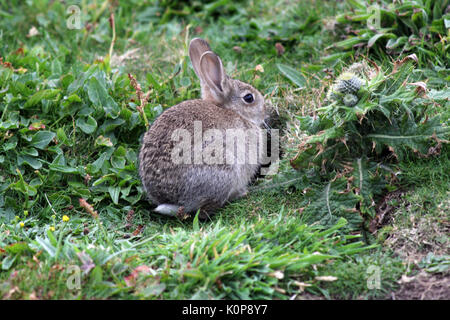 Hase auf der Insel Orkney birsay Stockfoto