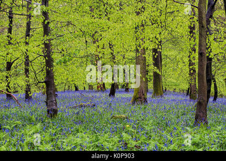 Eine Drift der bluebells unter Buche Stockfoto