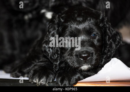 Glänzend schwarze Welpen auf Weiß Stockfoto