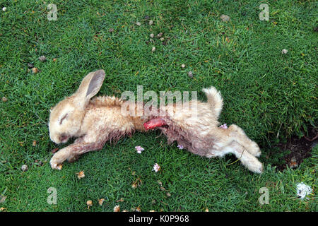 Tot Hase auf der Insel Orkney birsay Stockfoto