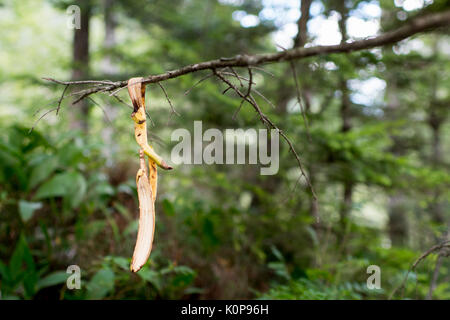 Banane schälen hängen von Baum, Busch, Filiale in der Natur Stockfoto