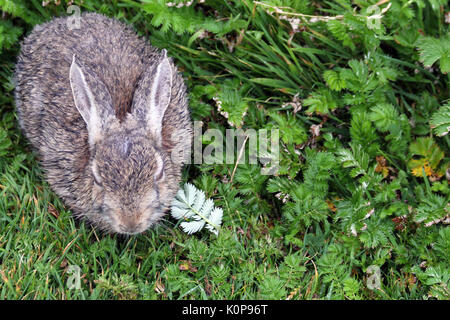 Hase auf der Insel Orkney birsay Stockfoto