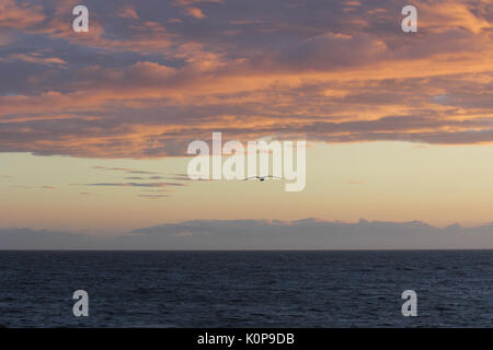 Seevögel auf der Insel Orkney Stockfoto