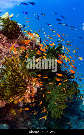 Eine Schule der bunten Anthias leben unter eine Verzweigung Green Tree Korallen in der aktuellen fegte Riff der Namena Island, Fidschi Stockfoto