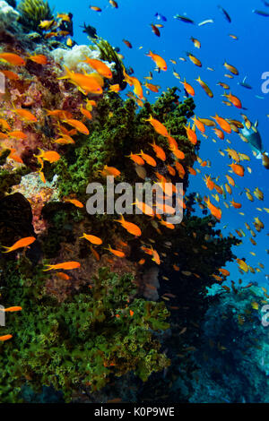 Eine Schule der bunten Anthias leben unter eine Verzweigung Green Tree Korallen in der aktuellen fegte Riff der Namena Island, Fidschi Stockfoto