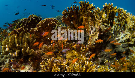 Eine Schule der Anthias über dem Coral Reef von Rainbow Reef, Taveuni, Fidschi Stockfoto