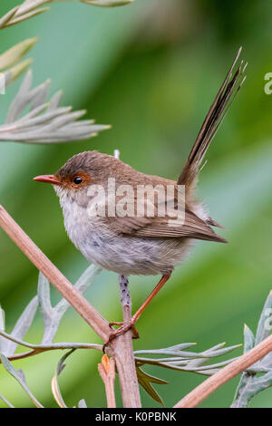 Super fairy wren Weiblich Stockfoto