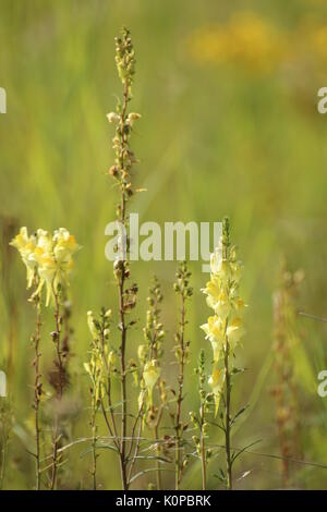 Linaria vulgaris, die Gemeinsame toadflax mit Blüten und Früchten. Stockfoto