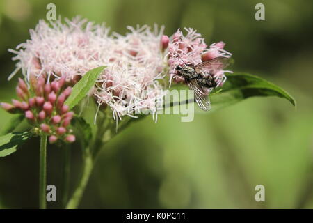 Sarcophaga carnaria oder die gemeinsame Fleisch fliegen auf Hanf - AGRIMONY. Stockfoto