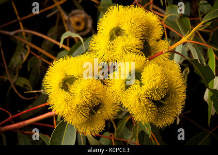 Eucalyptus erythrocorys. oder Rot Capped Gum Blume. Stockfoto