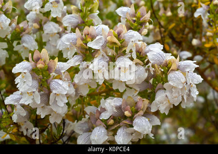 Protanthera striatiflora oder allgemein als Jockey's Cap native Blume des semi-ariden Regionen der Outback NSW, Au stralia bekannt, füllt die Luft wit Stockfoto