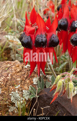 Sturt Desert Pea wachsen auf dem felsigen Boden im Westen von New South Wales. In der Regel wachsen in semi-ariden Regionen von Australien, dieses Exemplar fotografiert nach einem kurzen Stockfoto