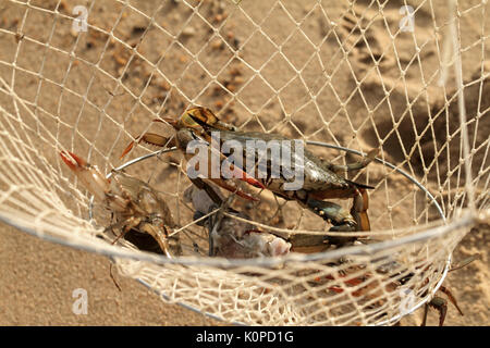 Chesapeake Blue crab im Netz gefangen Stockfoto