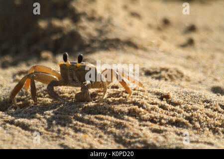 Krabben an Land in Virginia, am Atlantischen Ozean, USA Stockfoto