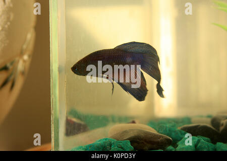 Blau beta Fisch in kleinen Tank innen Stockfoto