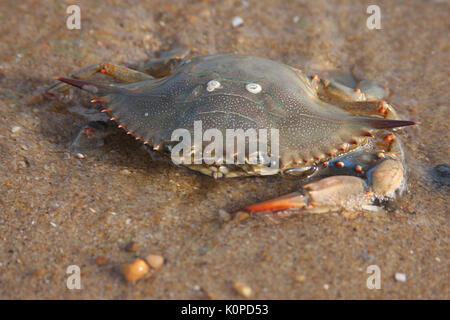 Tot Chesapeake Blue crab am Strand Stockfoto