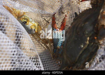 Chesapeake Blue crab im Netz gefangen Stockfoto