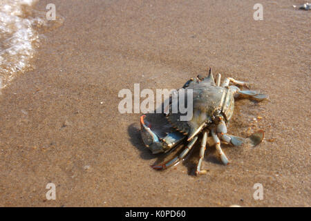 Chesapeake blaue Krabbe am Ufer Stockfoto