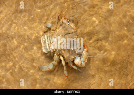 Chesapeake Blue Crab in Ufernähe Stockfoto