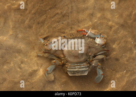 Chesapeake Blue Crab in Ufernähe Stockfoto