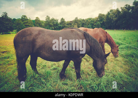 Grosse schöne große schwarze Pferd Pferd. Stockfoto