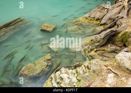 Neolissochilus stracheyi Fisch in der Ebene 2 des Erawan Wasserfall, Provinz Kanchanaburi, Thailand Stockfoto